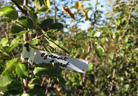 Egremont apple tree sapling